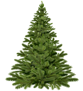 Compte à rebours de Noël : plus que 34 jours avant le réveillon - plare. sapin 1 - plare.