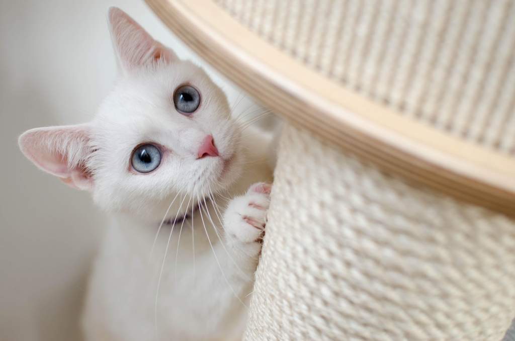 Adopter un chat : quelle race choisir ? - plare. 1 4 - plare.