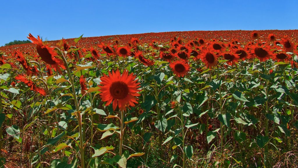 red flowers during daytime