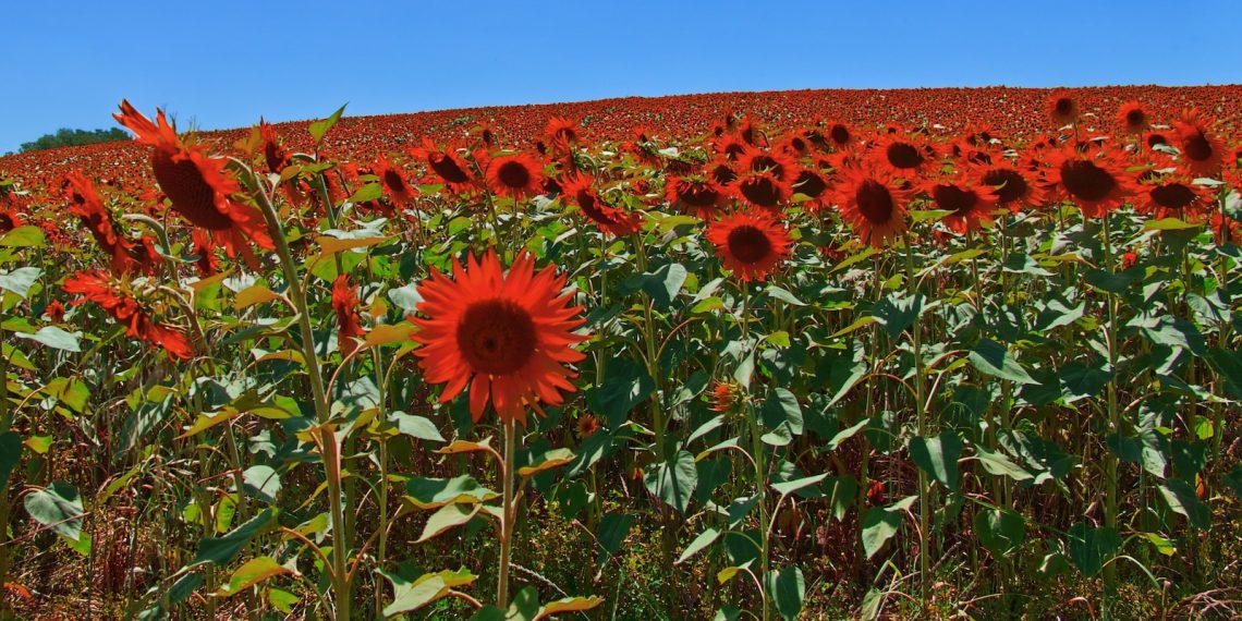 5 conseils pour observer la faune et la flore en montagne en été - plare. red flowers during daytime