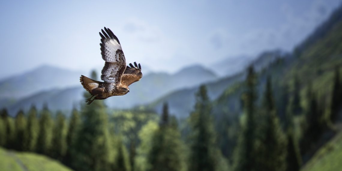 10 activités insolites à pratiquer en montagne pendant l'été - plare. a bird flying over a lush green hillside