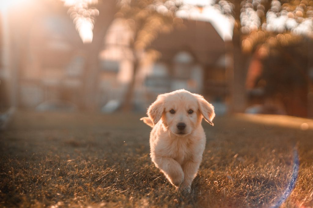 Éduquer votre chien : 10 choses à apprendre à saon chien - plare. yellow Labrador puppy running on field