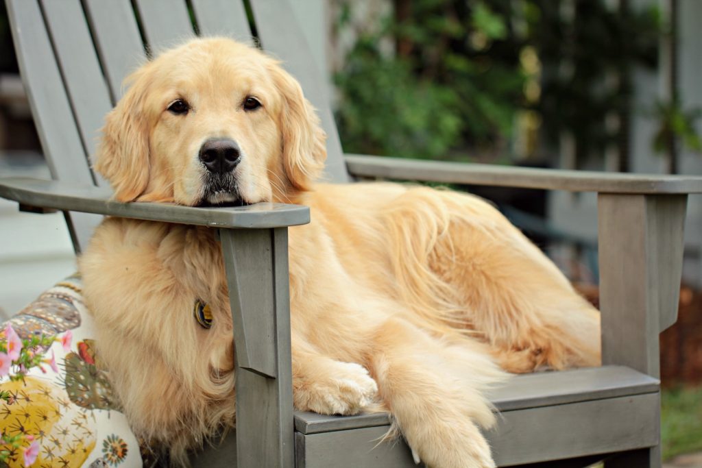 Golden retriever - Tout ce que vous devez savoir - plare. golden retriever puppy on grey wooden fence during daytime