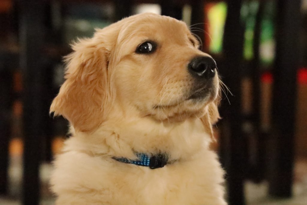 Golden retriever - Tout ce que vous devez savoir - plare. golden retriever puppy with blue collar