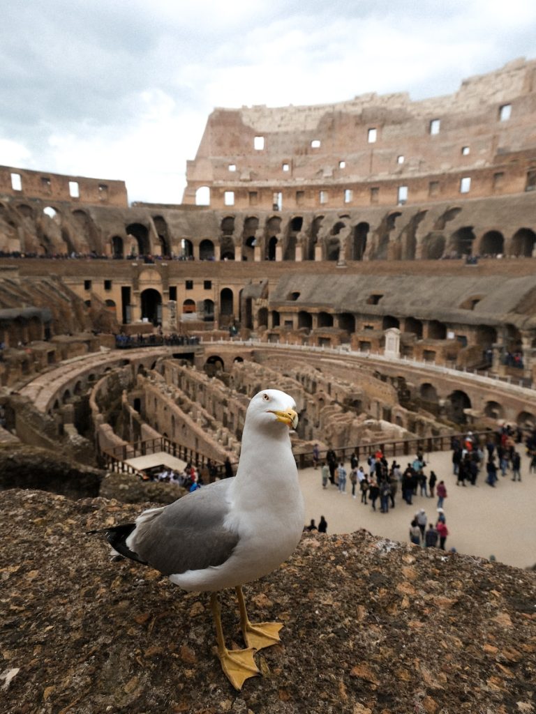 Le Colisée : Histoire et architecture - plare. a seagull sitting on a rock in a roman amphit