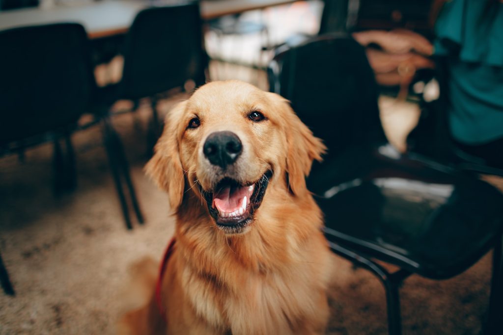 Golden retriever - Tout ce que vous devez savoir - plare. golden retriever