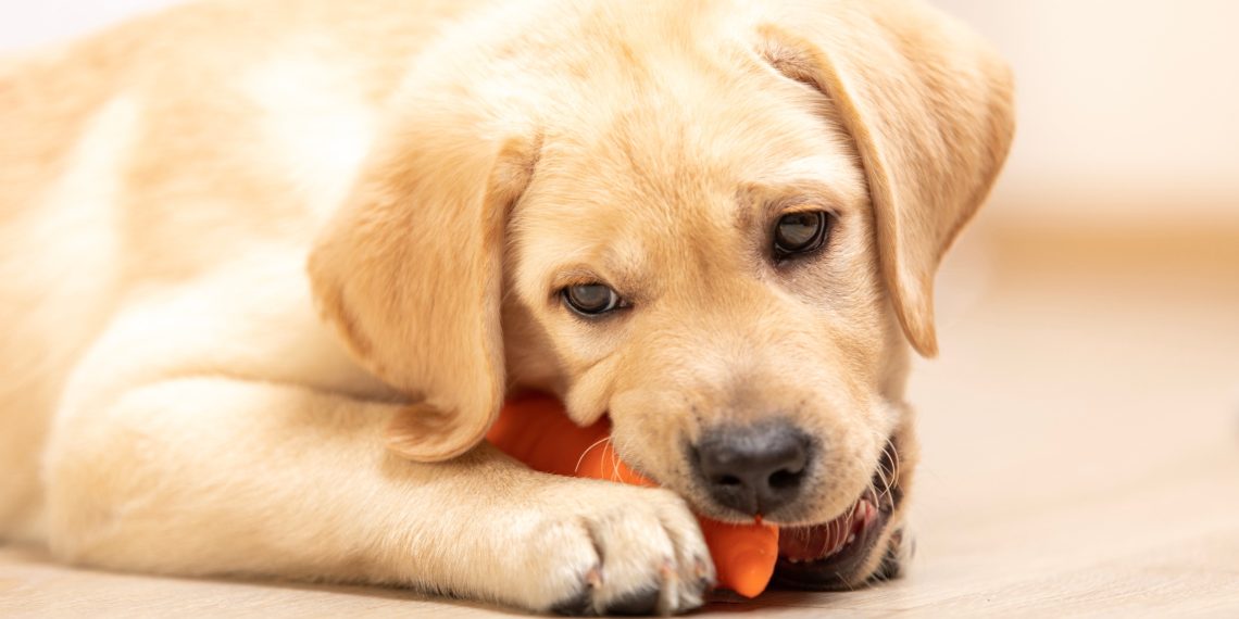 Pourquoi offrir un jouet kong à votre chien ? Nos 7 raisons - plare. Pourquoi offrir un jouet kong à votre chien ? Nos 7 raisons