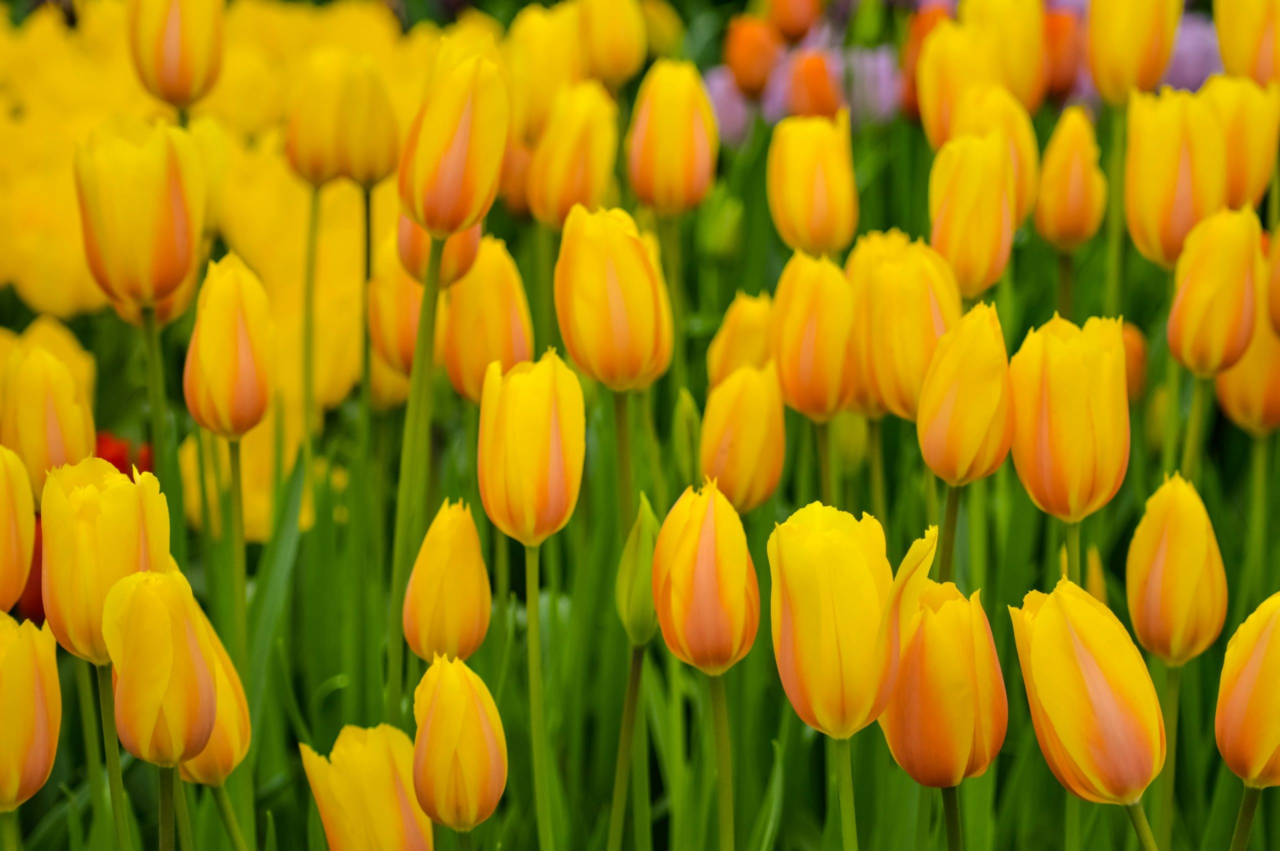 découvrez keukenhof, l'un des plus grands jardins de fleurs au monde, où la beauté des tulipes et des paysages floraux vous plonge dans un univers de couleurs éblouissantes. vivez une immersion totale dans la nature et laissez-vous envoûter par l'harmonie des senteurs et des vues à couper le souffle.