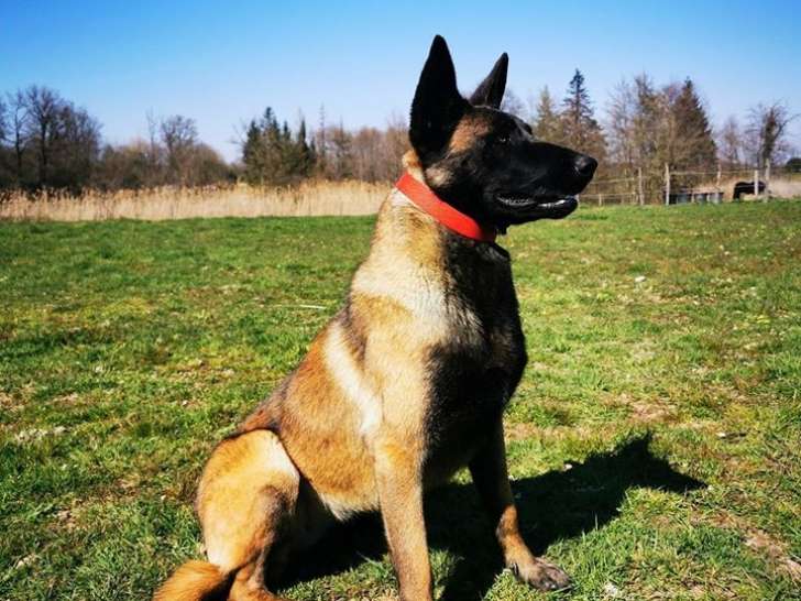 découvrez l'univers fascinant des gardiens légendaires, où des héros courageux et des créatures fantastiques s'affrontent pour protéger leurs royaumes. plongez dans une aventure épique remplie de magie, de combats épiques et de mystères à résoudre.