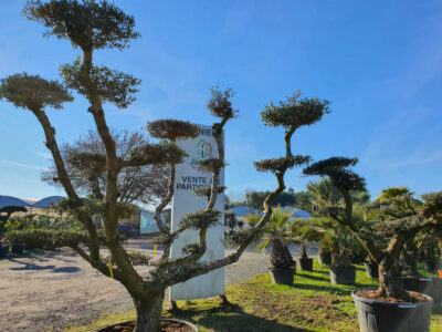 découvrez notre sélection des jardineries incontournables où vous trouverez une vaste gamme de plantes, de fleurs et d'accessoires pour embellir votre jardin. profitez de conseils d'experts et d'une ambiance passionnée pour donner vie à vos projets d'aménagement extérieur.