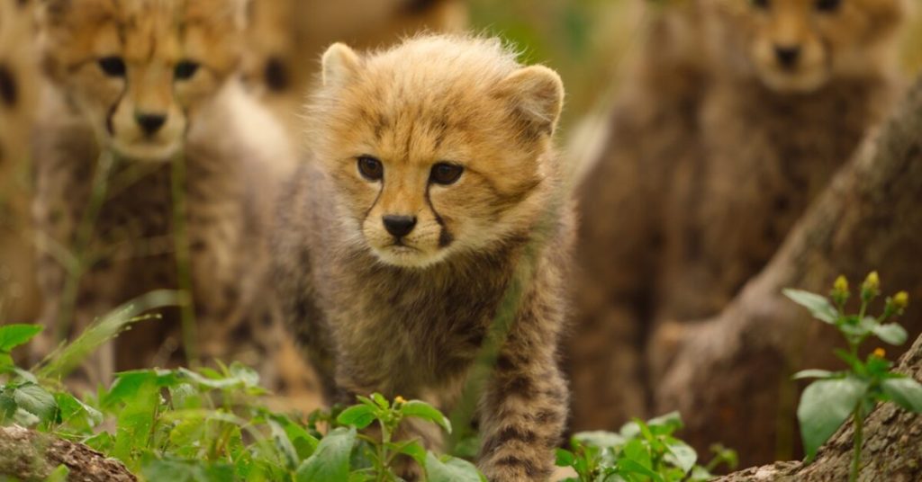 Born to be Wild: la data d'uscita della serie naturalista di Apple TV