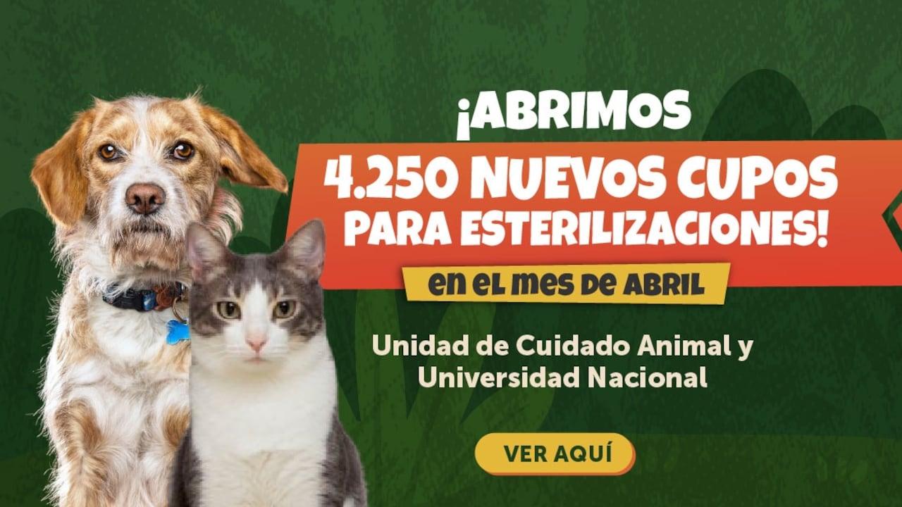 4.250 stérilisations gratuites pour chiens et chats à Bogotá : une chance à ne pas manquer