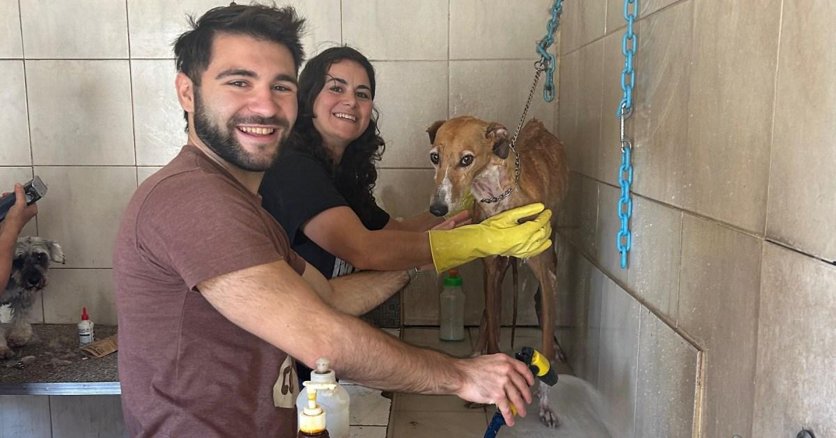 AdoptAR : votre solution idéale pour adopter un animal de compagnie en toute simplicité