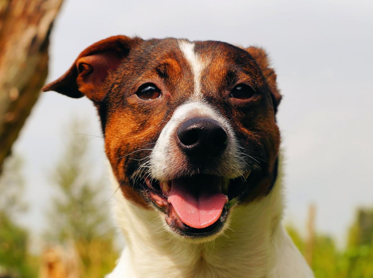 Comment prévenir les griffures de votre chien sur les portes et apaiser son anxiété à la solitude ?