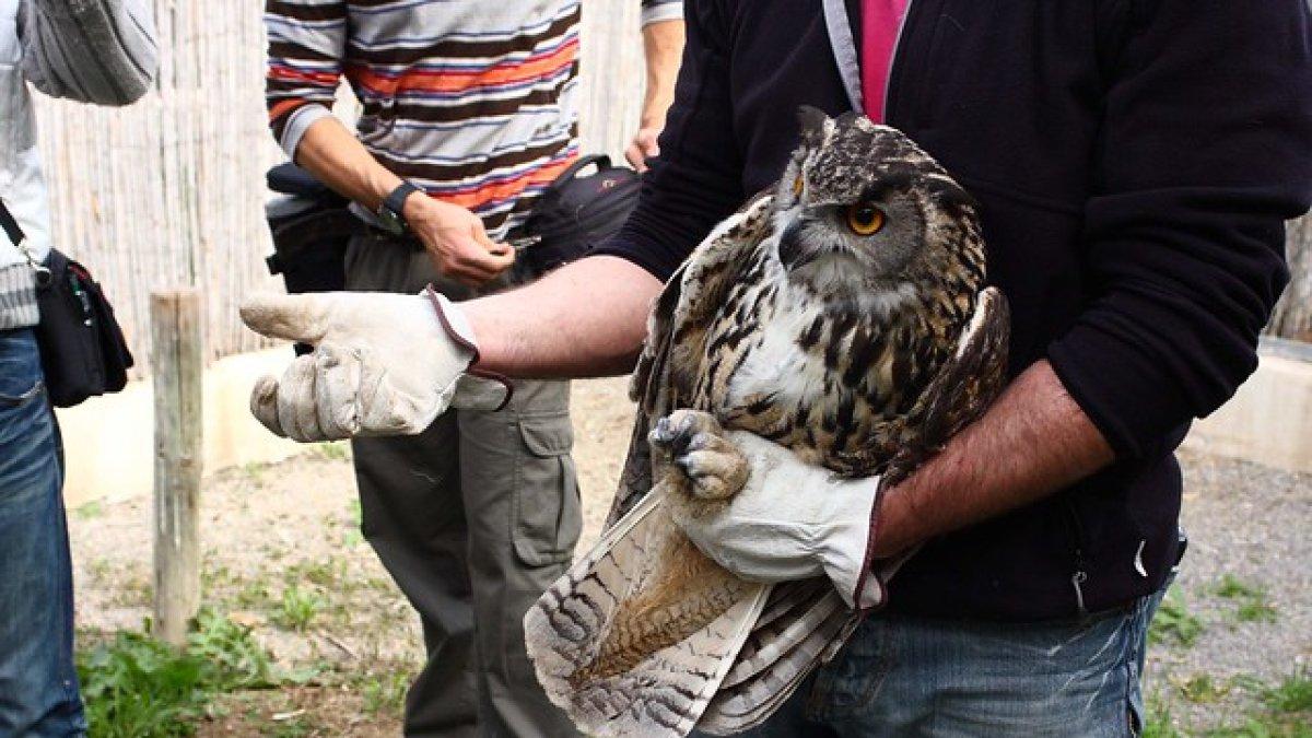 El centro de fauna salvaje de El Saler accueille un nombre croissant d&rsquo;animaux blessés.