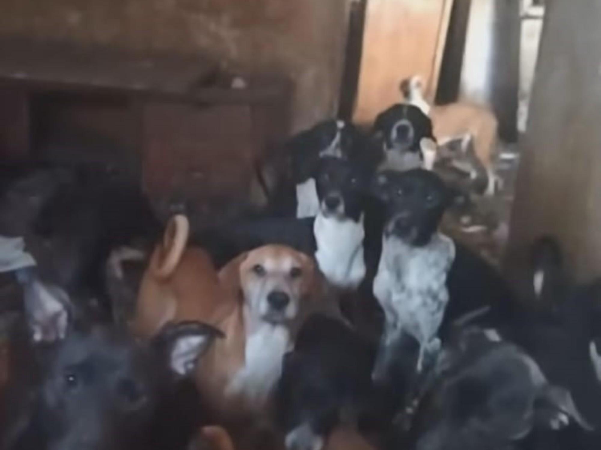 Enquête sur un cas potentiel de maltraitance animale après le sauvetage de 29 chiens à La Aldea de San Nicolás