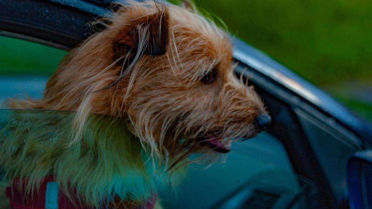 Ne laissez jamais un animal seul dans votre voiture, même pour quelques minutes : dangers et conseils essentiels