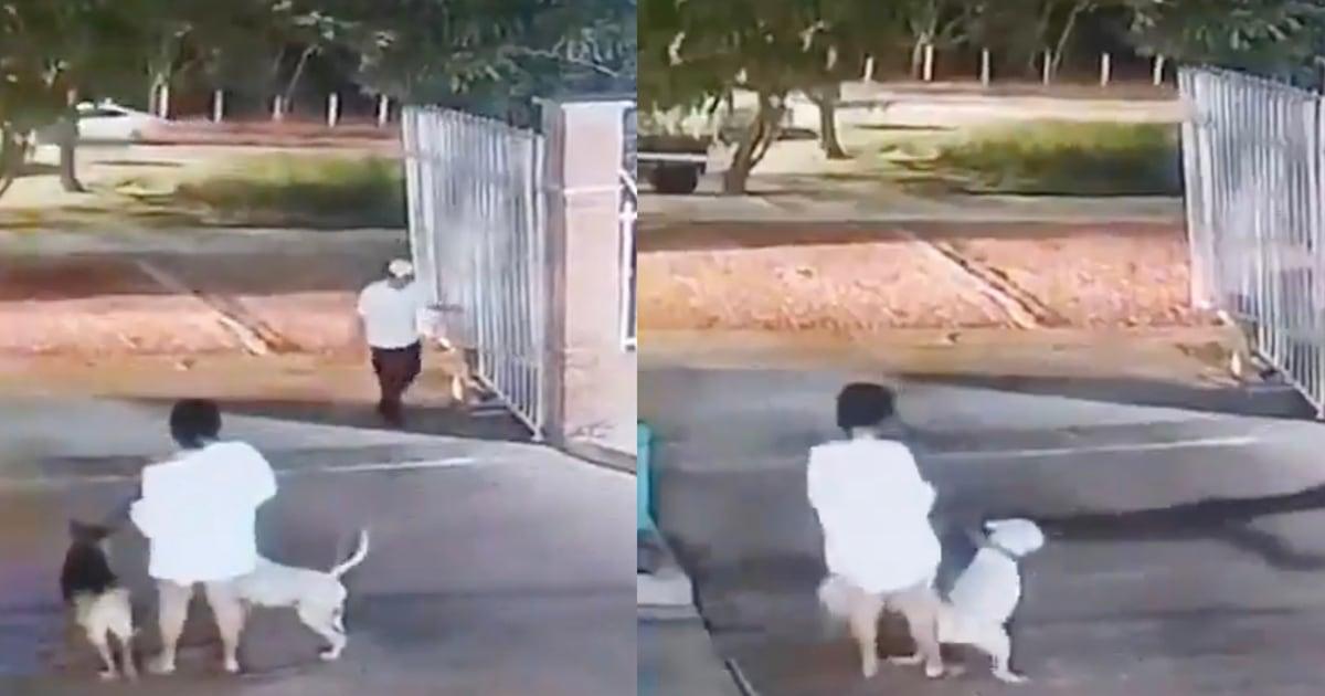 Indignation face au décès tragique d&rsquo;une yorkie attaquée par un pitbull dans un immeuble résidentiel