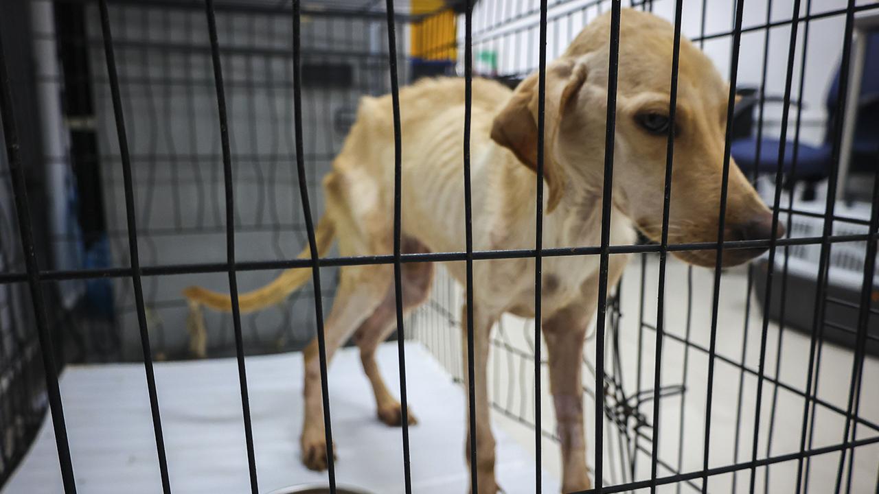 Six animaux sauvés après des actes de maltraitance à Resistencia : un appel à la protection des animaux