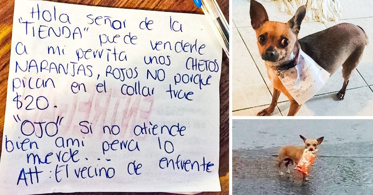 Cosas que los perros hacen mejor que los humanos: habilidades sorprendentes de tus mascotas