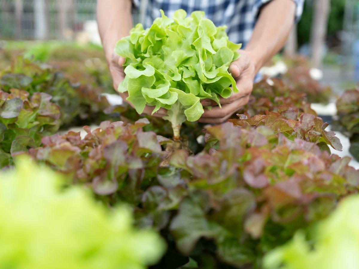 La Vall d’Uixó recrute un enseignant en agriculture écologique pour le programme Acció Inserta