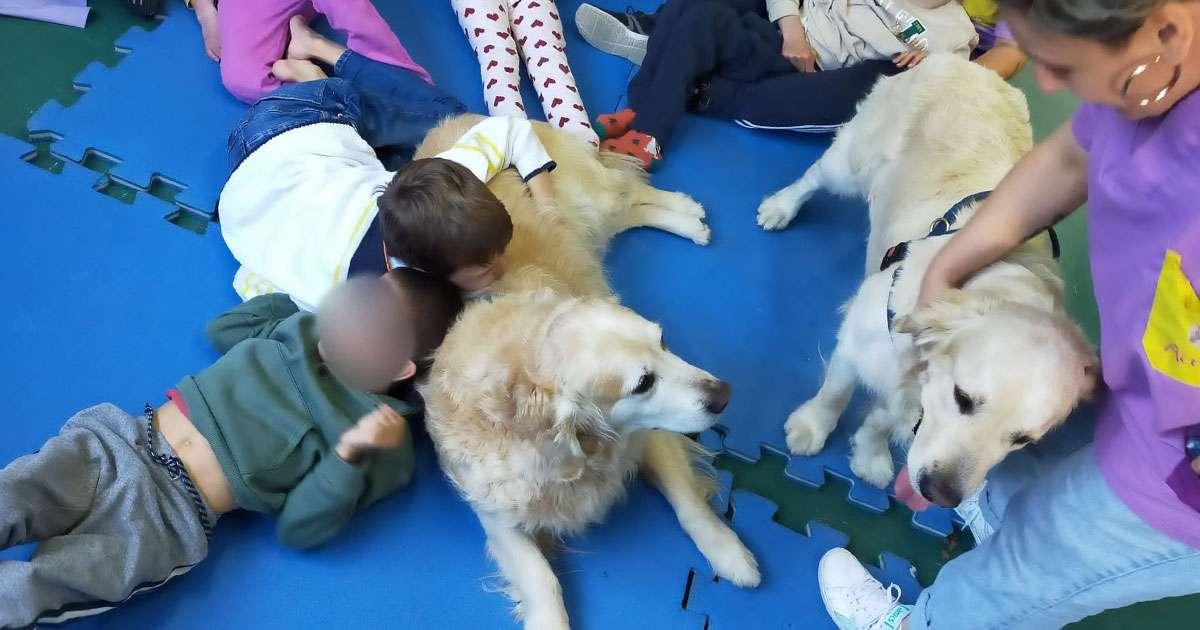 Perro avec des besoins spécifiques : soins, assistance et thérapie adaptée pour le bien-être de votre compagnon
