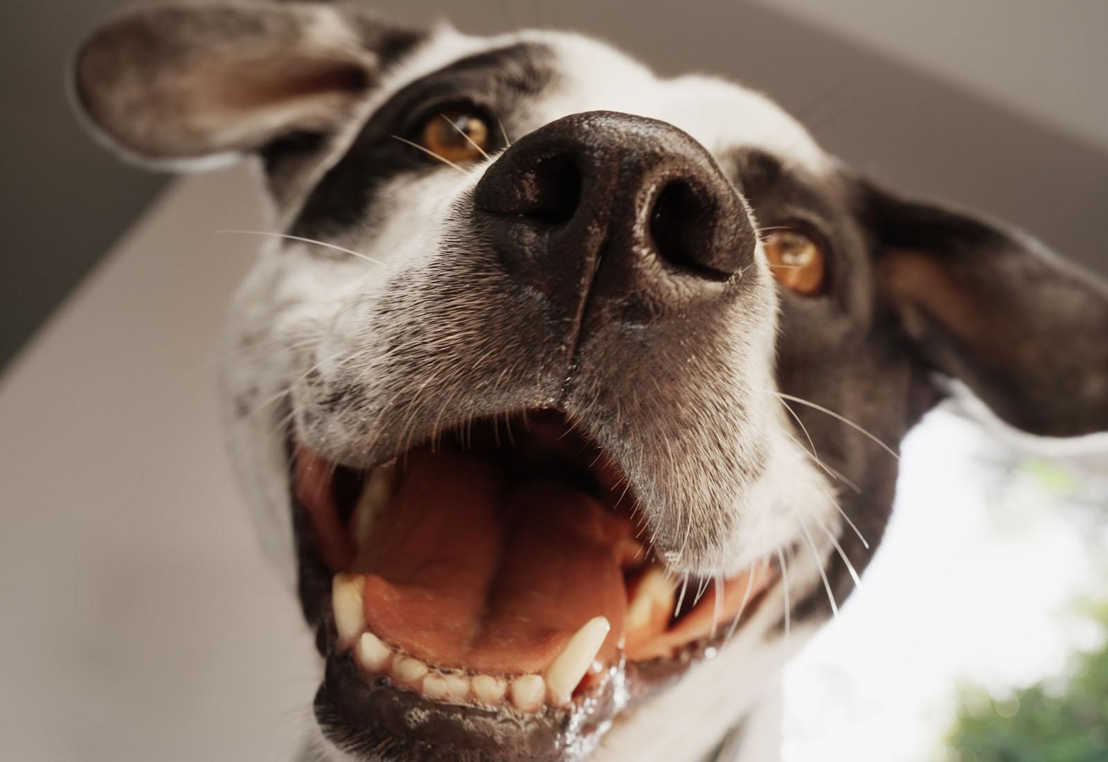 Pourquoi l’haleine de votre chien sent mauvais et comment y remédier efficacement