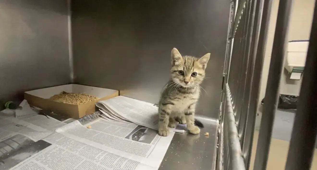Adoption responsable de chiens et chats : éviter le surpeuplement des refuges en été