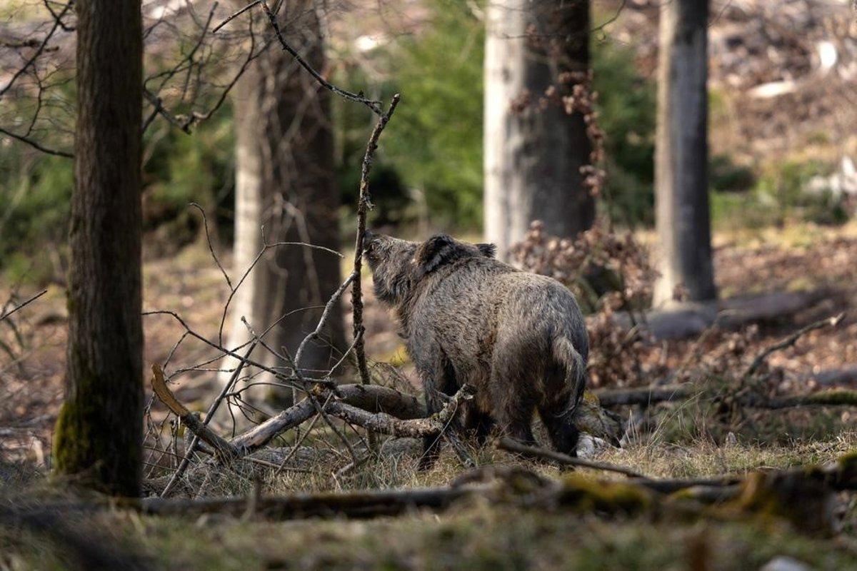 Suivi complet de la santé de la faune sauvage en Asturies : enjeux, surveillance et biodiversité