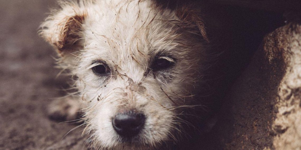 Abandon de animaux de compagnie en été : un défi urgent à relever pour leur bien-être - plare. Abandon de animaux de compagnie en été : un défi urgent à relever pour leur bien-être