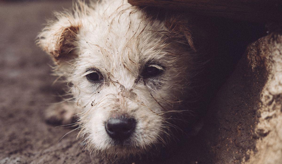 Abandon de animaux de compagnie en été : un défi urgent à relever pour leur bien-être