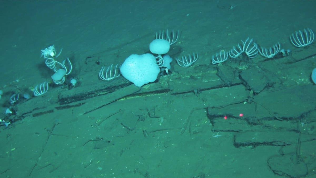 Le gigantesque cimetière de baleines découvert dans les profondeurs de l’océan Indien intrigue les scientifiques