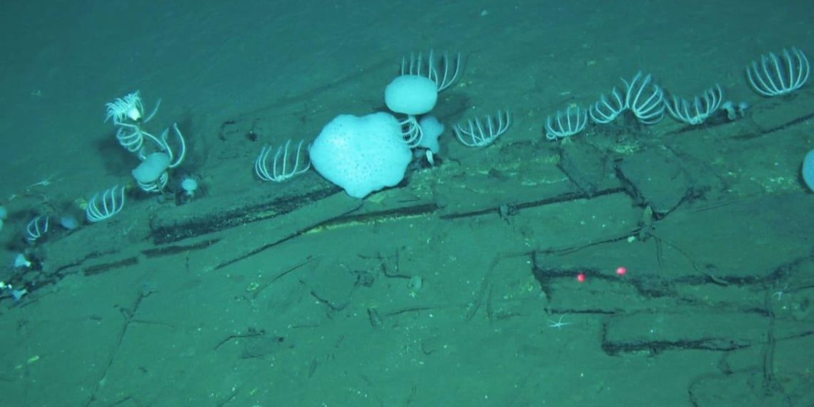 Le secret fascinant de la Zona Diamantina : un cimetière de baleines unique dans les abysses - plare. Le secret fascinant de la Zona Diamantina : un cimetière de baleines unique dans les abysses