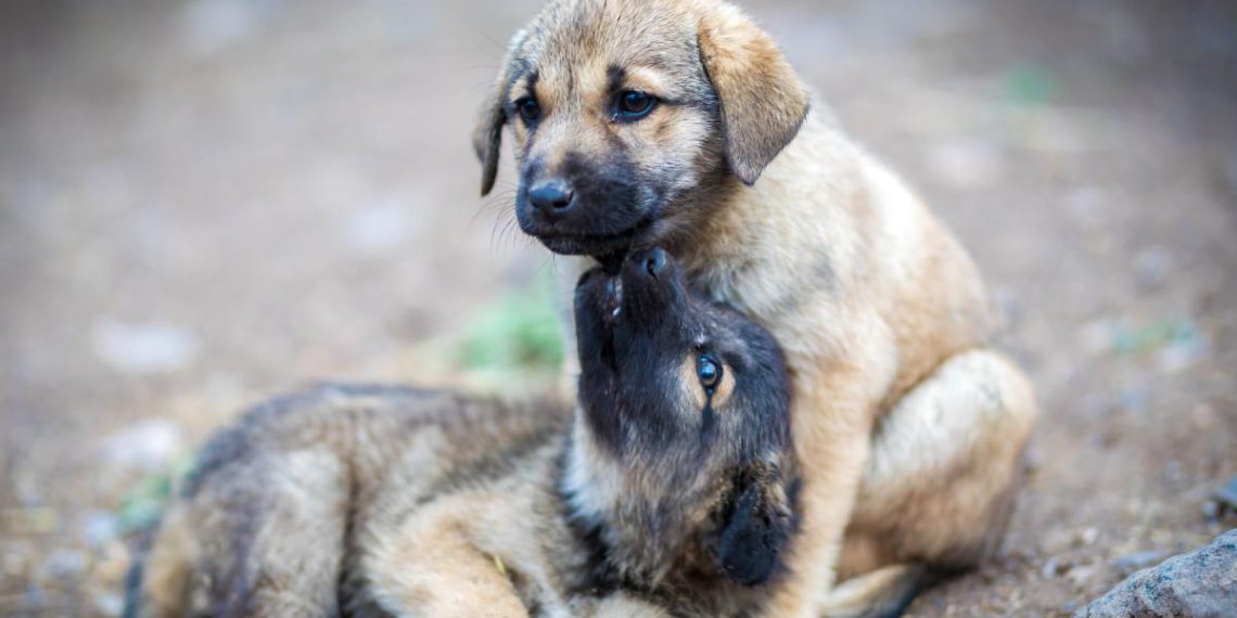 Clôture d'une clinique illégale d'amputations canines à Huechuraba : un scandale exposé - plare. Clôture d’une clinique illégale d’amputations canines à Huechuraba : un scandale exposé
