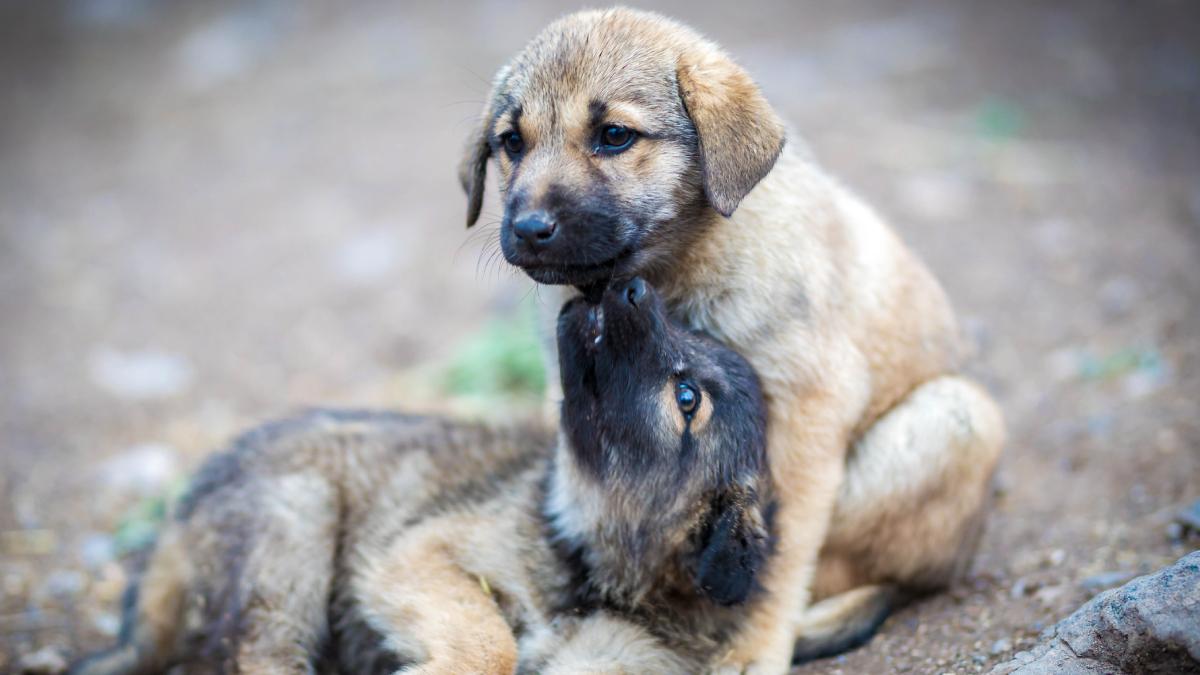 Clôture d&rsquo;une clinique illégale d&rsquo;amputations canines à Huechuraba : un scandale exposé