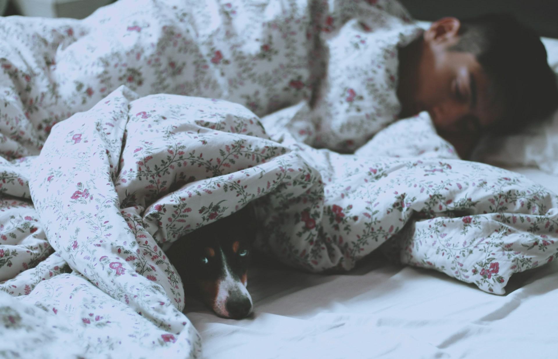 Dormir avec des animaux de compagnie : un remède naturel contre le stress et l'anxiété - plare. Dormir avec des animaux de compagnie : un remède naturel contre le stress et l’anxiété