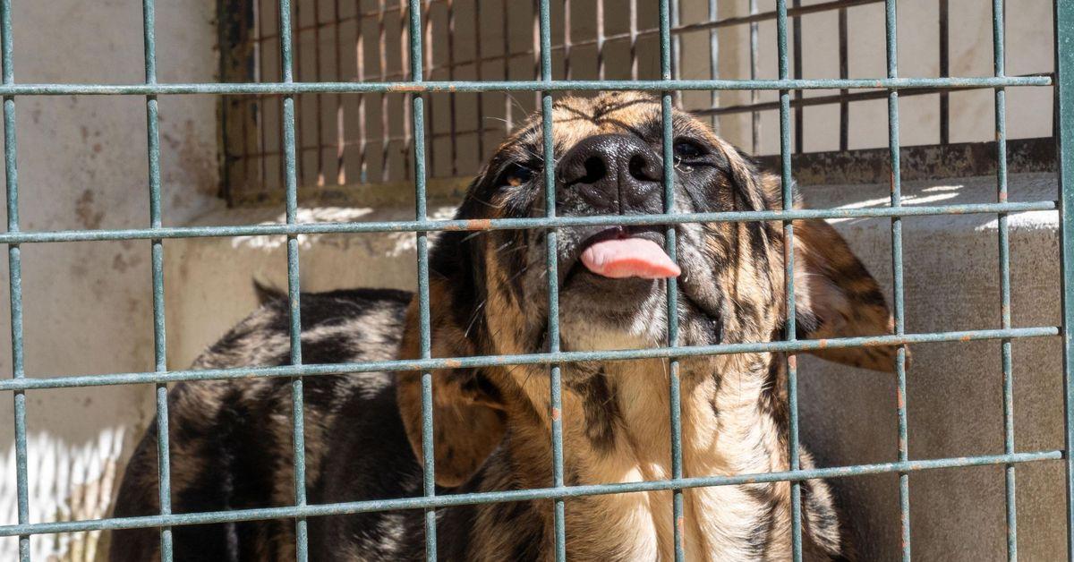 Rencontre solidaire pour l’adoption d’animaux à Islantilla : un événement à ne pas manquer - plare. Rencontre solidaire pour l’adoption d’animaux à Islantilla : un événement à ne pas manquer