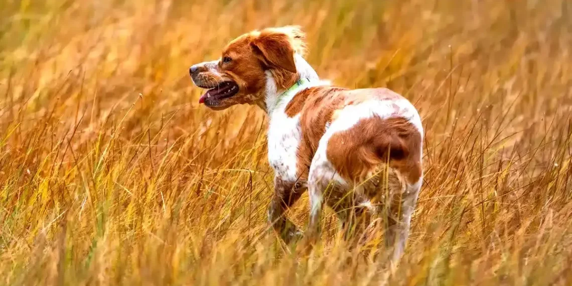 État des chiens de chasse : entre santé vétérinaire et nouvelles réglementations légales - plare. État des chiens de chasse : entre santé vétérinaire et nouvelles réglementations légales