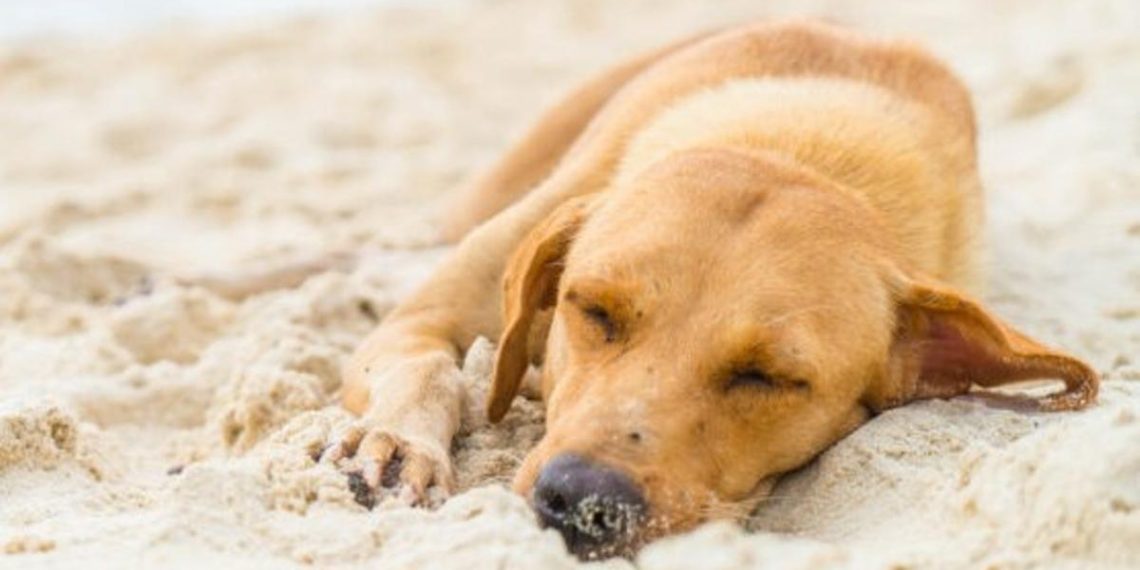 Prévenir et agir efficacement contre le coup de chaleur chez les chiens : guide complet et conseils essentiels - plare. Prévenir et agir efficacement contre le coup de chaleur chez les chiens : guide complet et conseils essentiels
