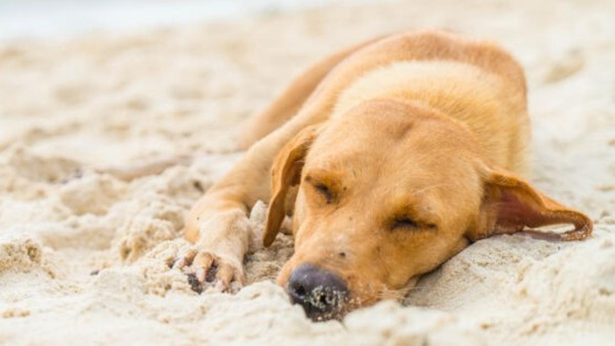 Prévenir et agir efficacement contre le coup de chaleur chez les chiens : guide complet et conseils essentiels
