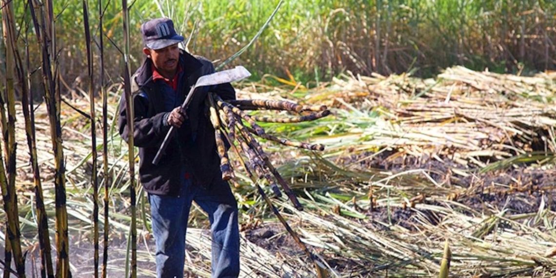 Le secteur sucrier mexicain mise sur les biocarburants pour sortir de la crise - plare. Le secteur sucrier mexicain mise sur les biocarburants pour sortir de la crise