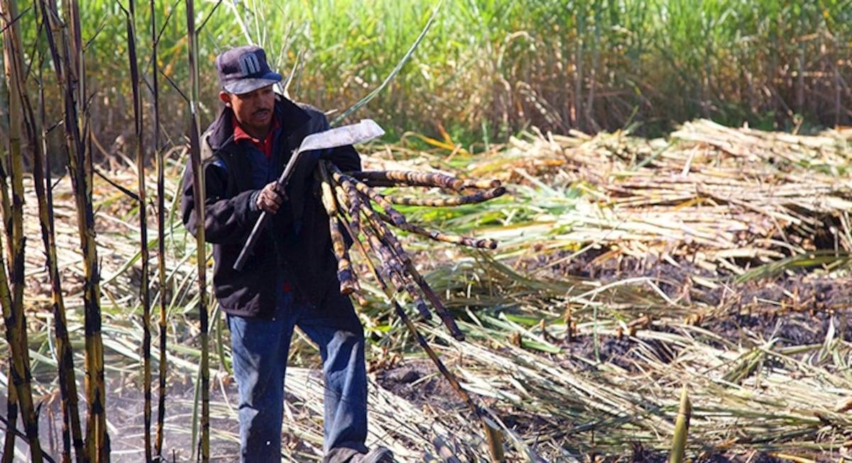 Le secteur sucrier mexicain mise sur les biocarburants pour sortir de la crise - plare. Le secteur sucrier mexicain mise sur les biocarburants pour sortir de la crise