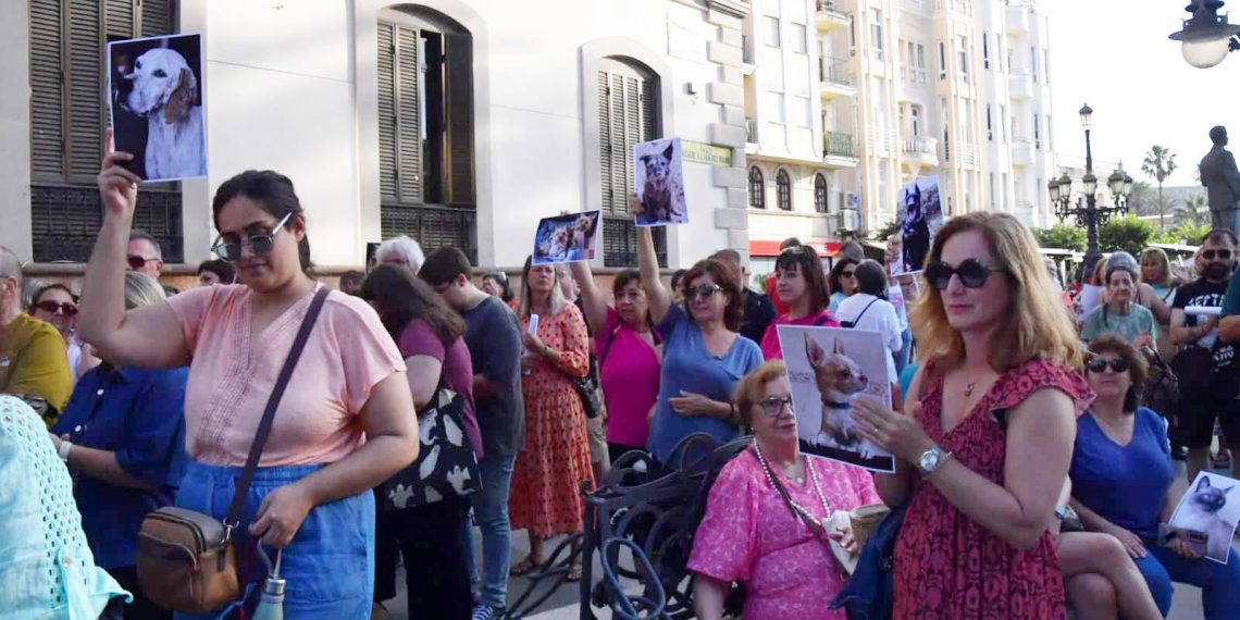 Le nouveau crematoire pour animaux à Ceuta : une réponse tant attendue pour nos compagnons à quatre pattes - plare. Le nouveau crematoire pour animaux à Ceuta : une réponse tant attendue pour nos compagnons à quatre pattes
