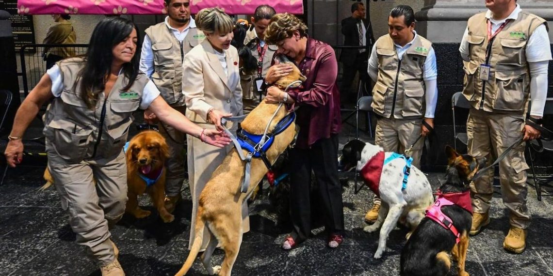 La nueva Ley de Bienestar Animal en el Edomex: un avance significativo para las familias con mascotas variopintas - plare. La nueva Ley de Bienestar Animal en el Edomex: un avance significativo para las familias con mascotas variopintas