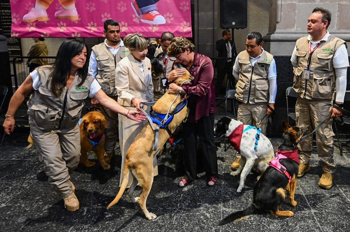 La nueva Ley de Bienestar Animal en el Edomex: un avance significativo para las familias con mascotas variopintas