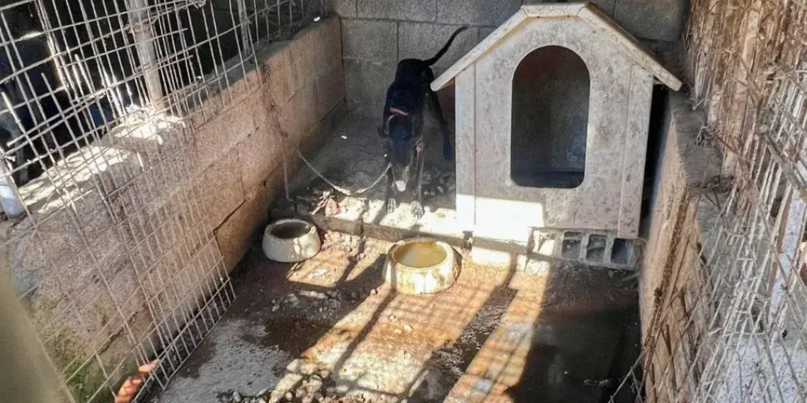 Maltrato animal à Tenerife : 16 chiens sauvés d&rsquo;une cruauté inacceptable