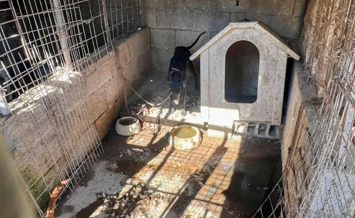 Maltrato animal à Tenerife : 16 chiens sauvés d&rsquo;une cruauté inacceptable
