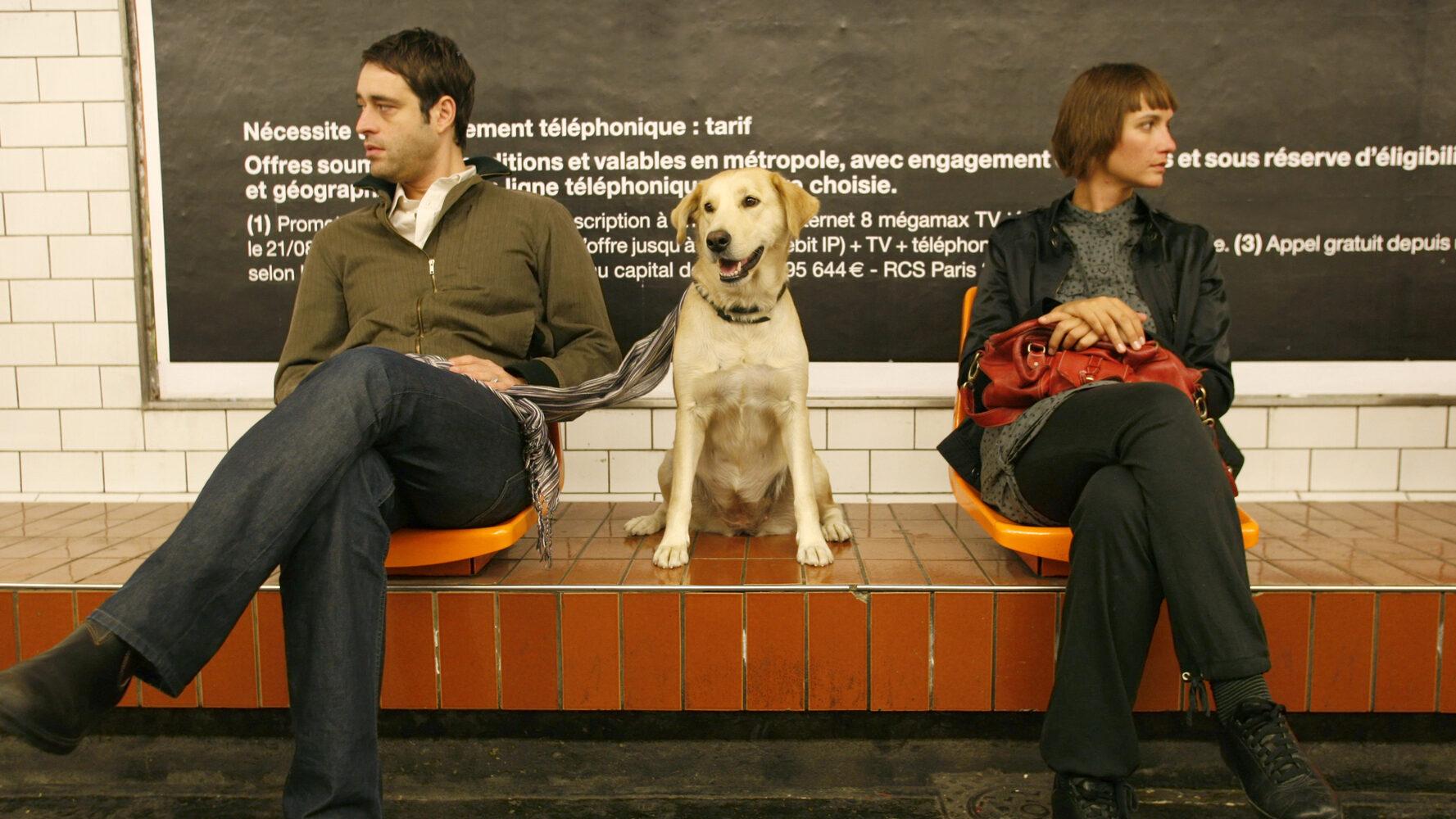 Metro Bilbao facilite les trajets des gros chiens dans son réseau de transport public