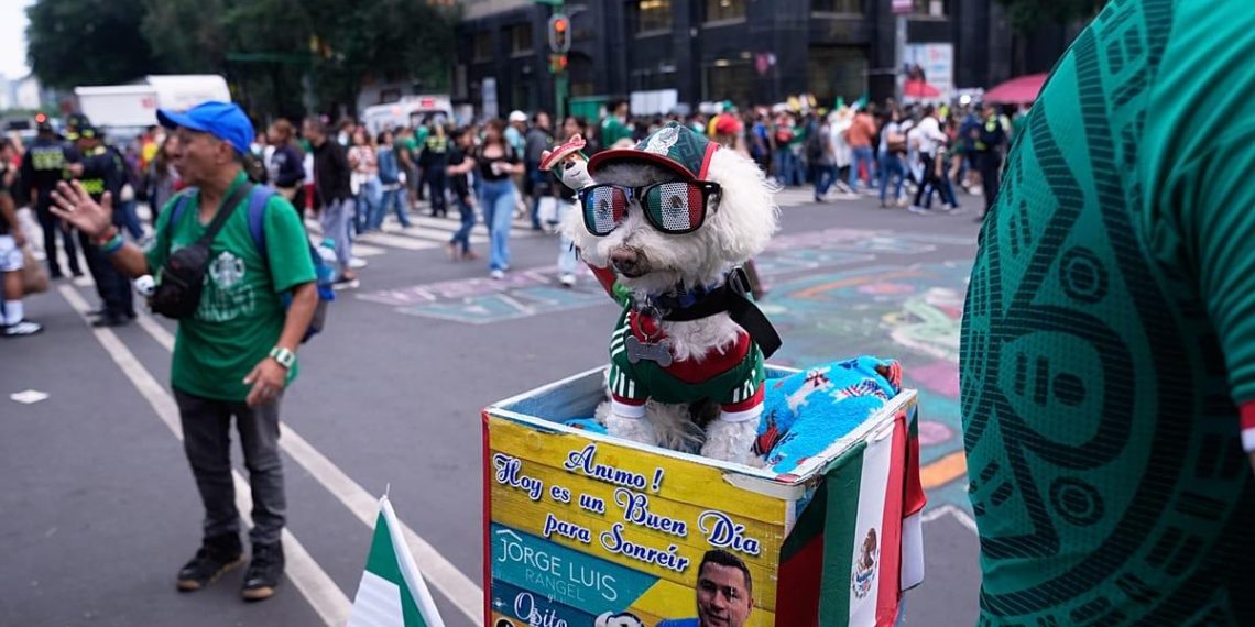 Osito, le chien héros devenu la star virale du Mondial - plare. Osito, le chien héros devenu la star virale du Mondial