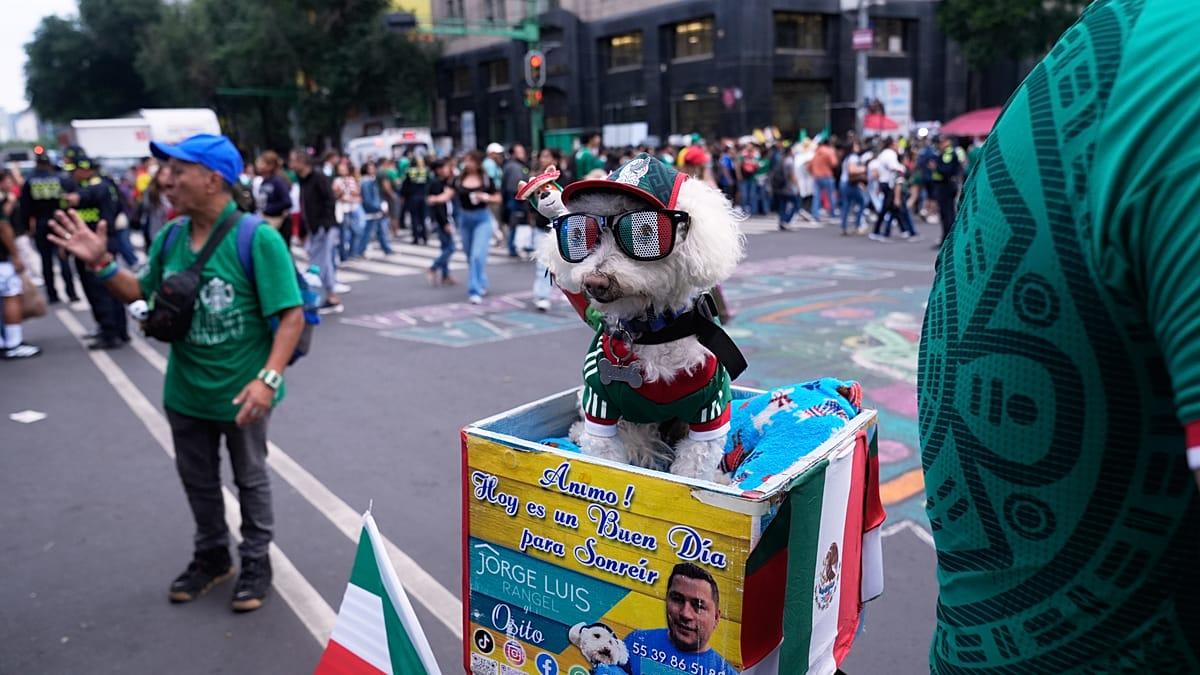 Osito, le chien héros devenu la star virale du Mondial